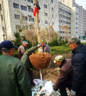 濱州引進(jìn)新樹(shù)種流蘇打造特色街道園林景觀(guān)