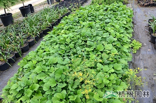 邂逅花境植物的春暖花開(kāi)