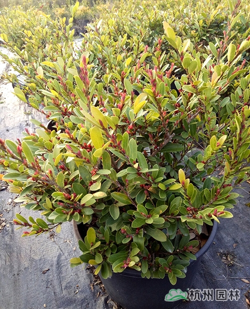 邂逅花境植物的春暖花開(kāi)