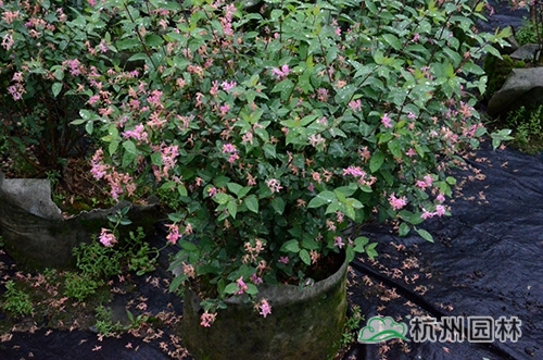 邂逅花境植物的春暖花開(kāi)