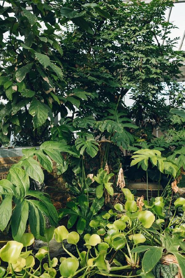 比利時(shí)國家植物園掠影