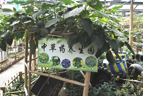 中國風(fēng)景園林網(wǎng)考察世界花卉大觀(guān)園