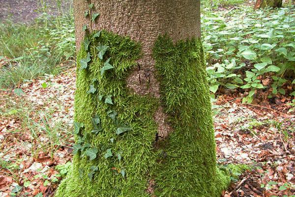 青苔造景入門(mén)小知識
