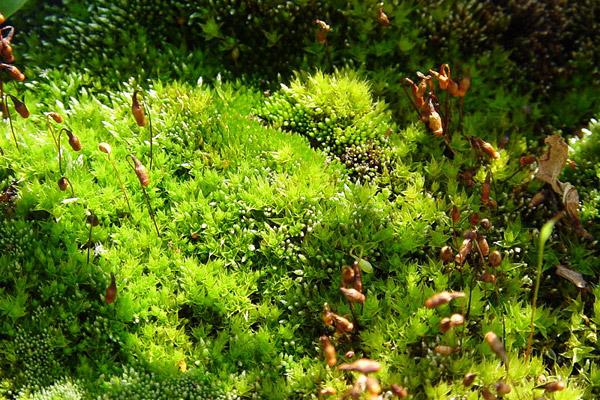 青苔造景入門(mén)小知識