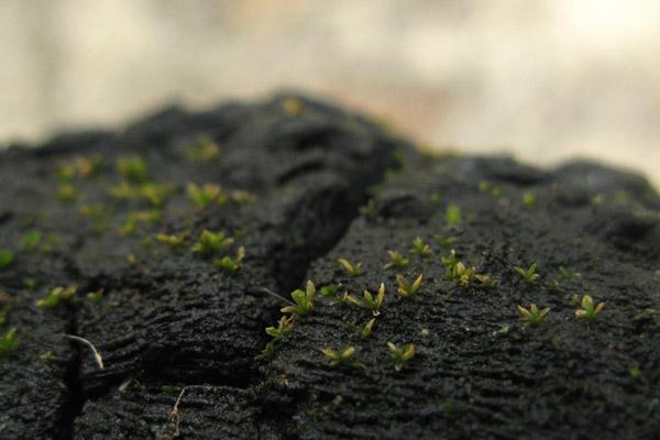 青苔造景入門(mén)小知識