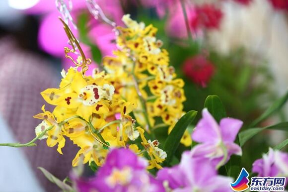 第19屆中國國際花卉園藝展覽會(huì )在滬舉行