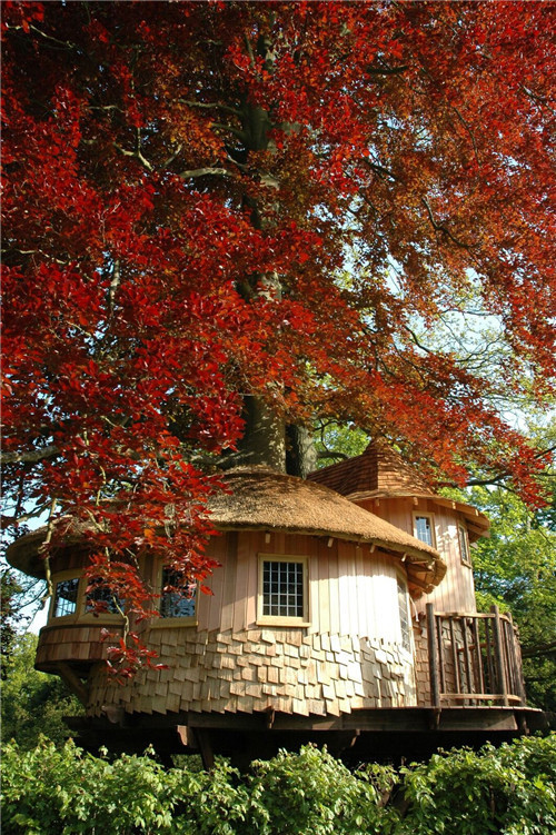 “藍森林”樹(shù)屋給你樹(shù)梢間生活的神奇體驗