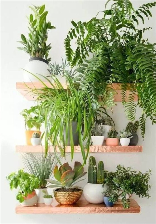 植物造景：如何布置你的陽(yáng)臺？