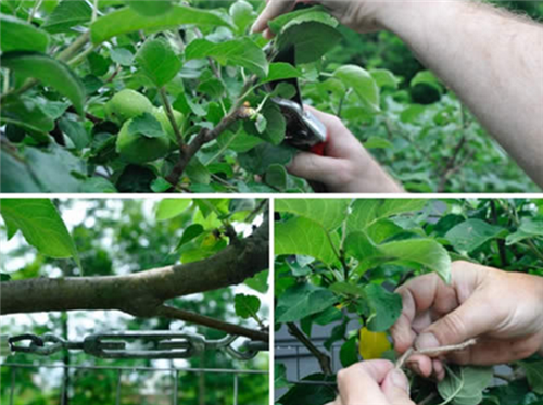 花園中的樹(shù)籬——園林中的植物“圍墻”
