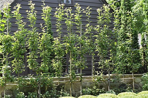 花園中的樹(shù)籬——園林中的植物“圍墻”