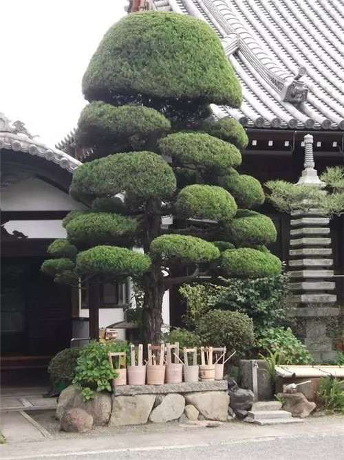 這些造型植物簡(jiǎn)直逆天了！