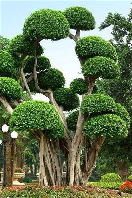 這些造型植物簡(jiǎn)直逆天了！