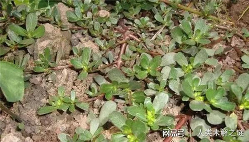 植物也會(huì )像動(dòng)物一樣爭奪地盤(pán)以維持生存？