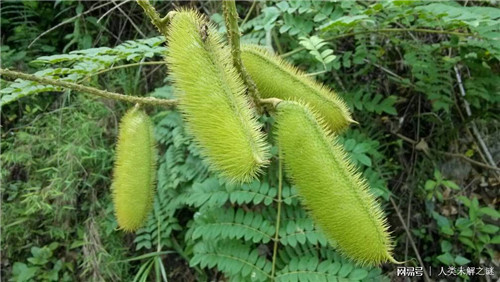 植物也會(huì )像動(dòng)物一樣爭奪地盤(pán)以維持生存？