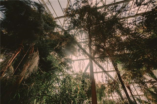 慵懶陽(yáng)光下的植物溫室 沐浴在陽(yáng)光下的呼吸