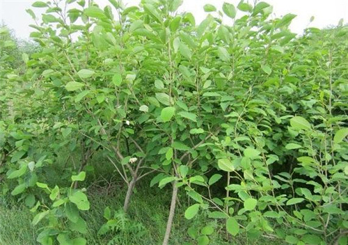 植物王國中“活化石”天女木蘭的栽培技術(shù)
