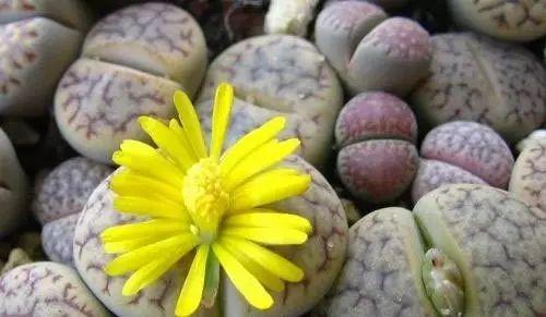 世界上最另類(lèi)有趣的植物