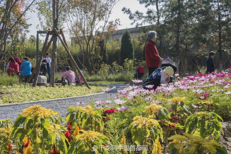 北京新街口再添城市森林公園 恢復宜居環(huán)境