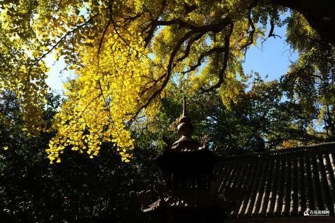太清宮銀杏古樹(shù)披秋裝 一抹金黃惹人醉