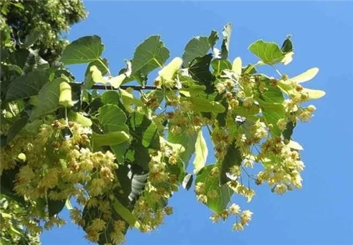 世界5大行道樹(shù)，你要知曉