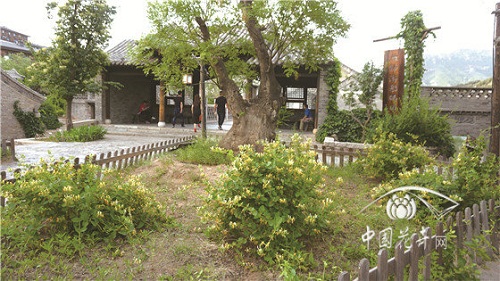 金銀花景觀(guān)應用“多面手”