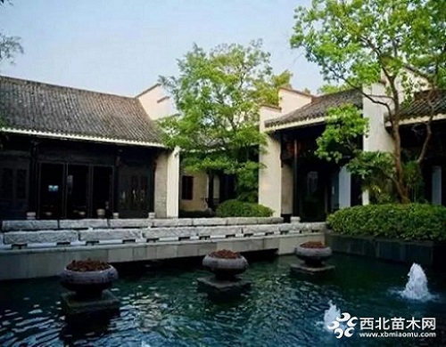 走進(jìn)中式庭院，帶你領(lǐng)略苗木之美