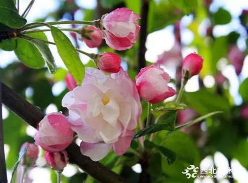 走進(jìn)中式庭院，帶你領(lǐng)略苗木之美