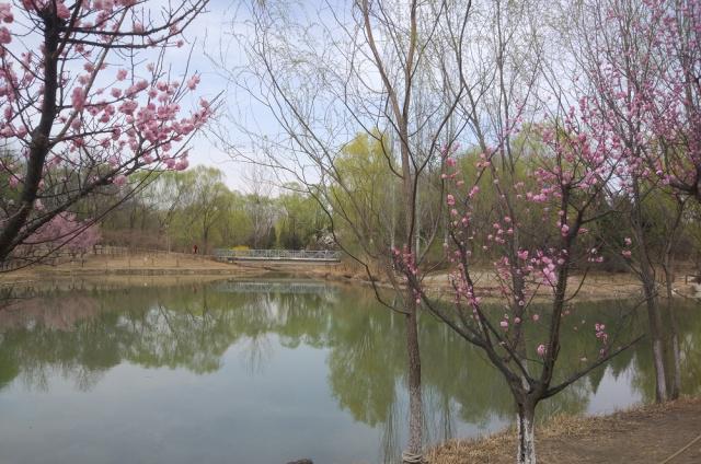 董麗：在植物景觀(guān)大師眼中 沒(méi)有雜草