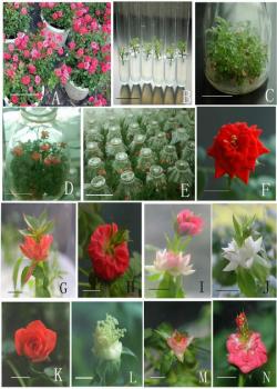華南植物園月季試管開(kāi)花研究獲突破
