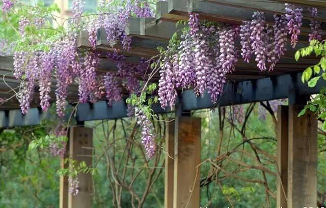 園藝：院子里夢(mèng)境般的花果藤架