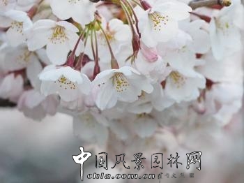 又到落英繽紛時(shí)——韓國櫻花季