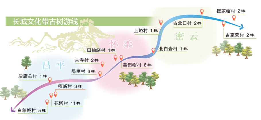 北京發(fā)布長(cháng)城文化帶古樹(shù)主題游線(xiàn)